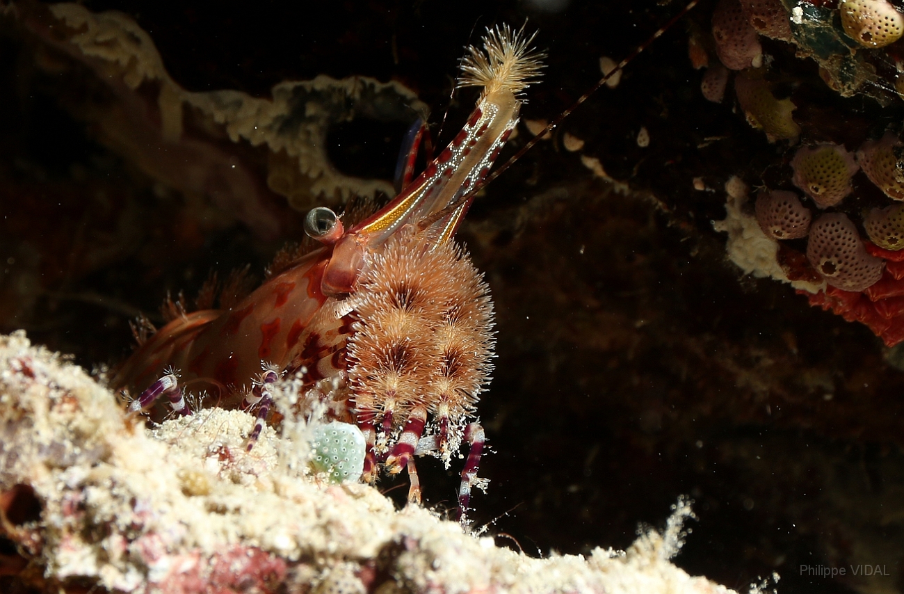 Raja Ampat 2016 - Saron app - Marbled shrimp - Crevette marbree ou saron - IMG_4166_rc.jpg